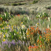 Sierra Nevada Wildflower & Photography Hiking Tours