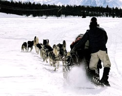 Reno dogsledding, Sierra Adventures, Nevada, NV